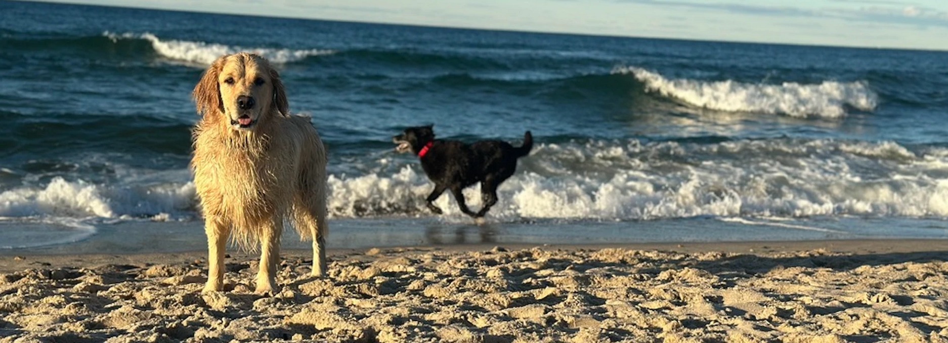 Two dogs playing at the water's edge on a New England beach at golden hour